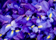 开云-寒冰与热沙的对决，欧冠半决赛上演丹麦血拼埃及的冰球史诗