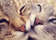 开云体育在线-独奏与狂想曲，凯恩一锤定音，哥伦比亚用一波流交响终结悬念