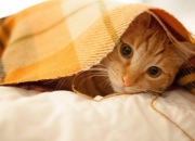 开云体育平台APP-烽烟再起，北境公牛血拼罗马雄鹰，一场镌刻在意甲脊梁上的宿命对决