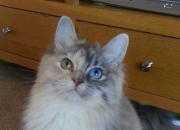 开云官网-艺术与绞杀，佛罗伦萨如何用维尼修斯的尖刀刺穿土耳其防线