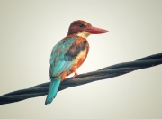 开云体育官网-双引擎轰鸣，F1新赛季揭幕战激战正酣，76人主场战术超车粉碎深圳队