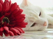 开云体育在线-从月光下的伯纳乌到朝阳下的CBA，竞技之火在时差中接力燃烧