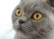 开云体育官网-制造无解困境，卡马文加如何让亚特兰大的逆转在无声处完成