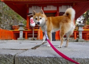 开云体育APP下载-双子星闪耀！加克波数据全面爆炸，牙买加速攻风暴掀翻智利