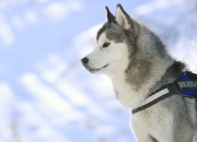 开云体育登录-沙漠、雪与一位格鲁吉亚人的独白，当瑞士时钟在利雅得指向克瓦拉茨赫利亚之夜