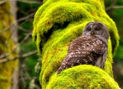 开云平台-范弗利特，一名沉默的战术测绘员如何让胜负天平骤转