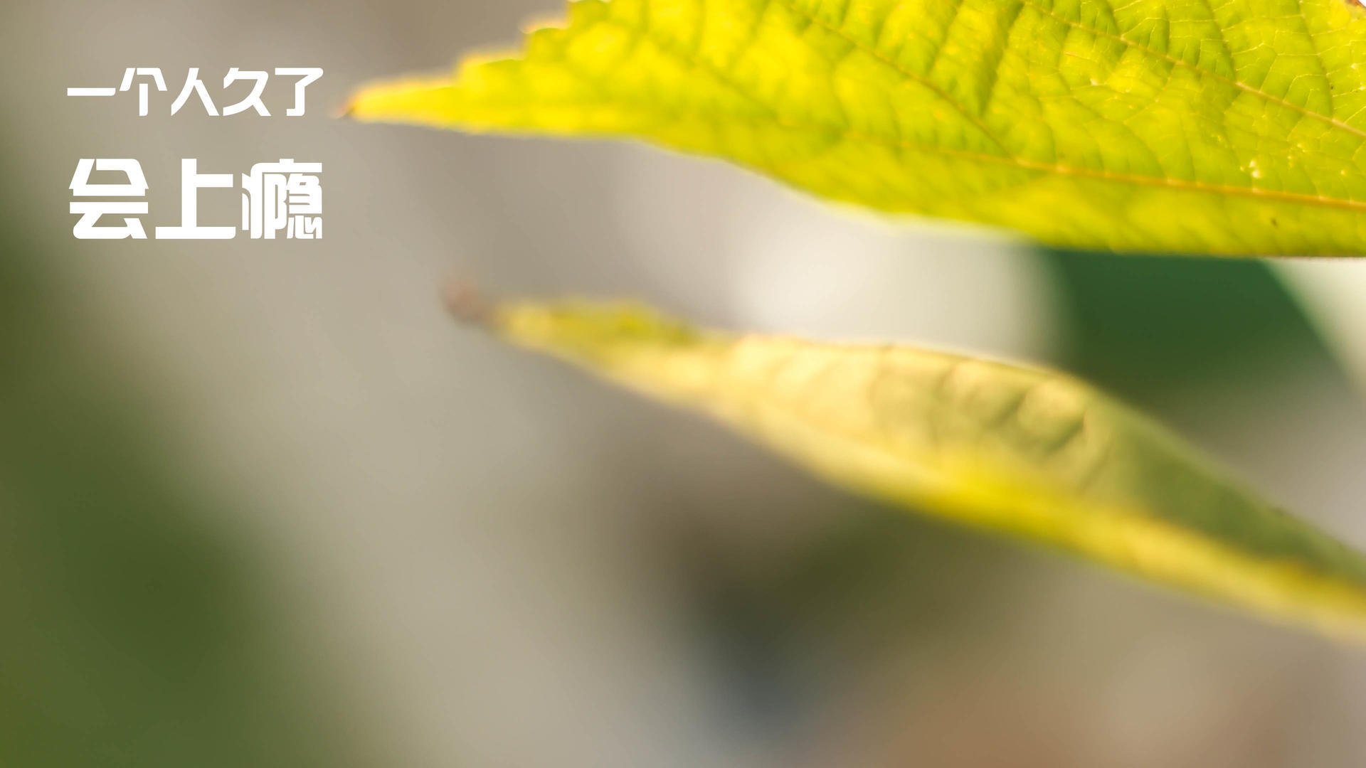 尘埃与极光,拉亚的十二分钟永恒