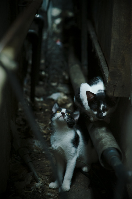 蒂亚戈惊艳全场,厄瓜多尔巅峰对决力克曼城