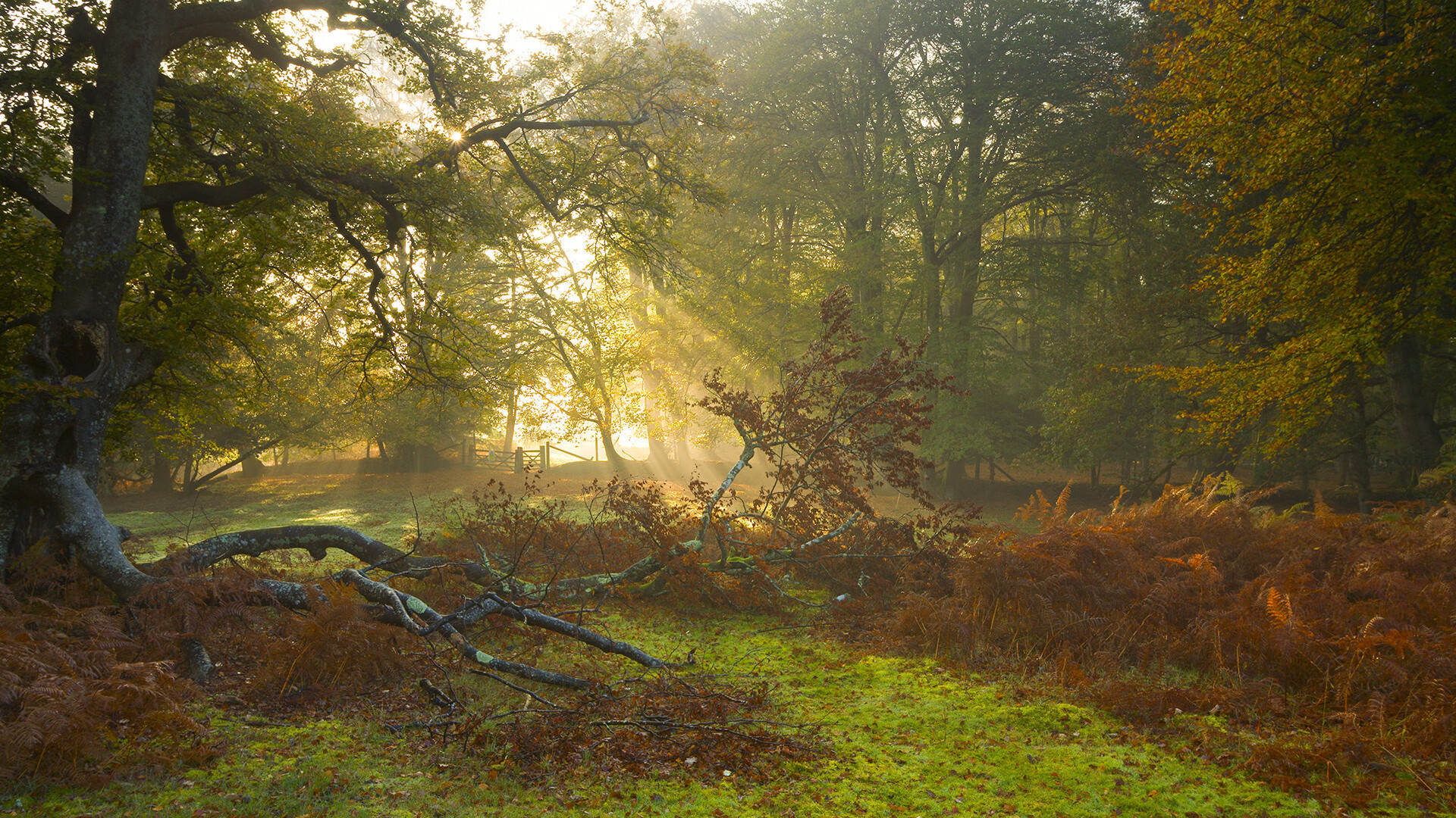 寂静与喧嚣的量子纠缠,欧文在F1争冠之夜的观测者效应
