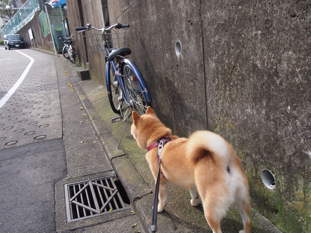 当篮球逻辑遇袭,爱德华兹如何用攻防转换重写湖网对决的底层代码