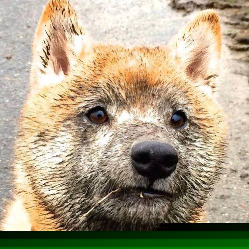 数据不会尖叫，但会撕碎一切，当巴尔韦德成为勒沃库森逆转米兰的中场计算机