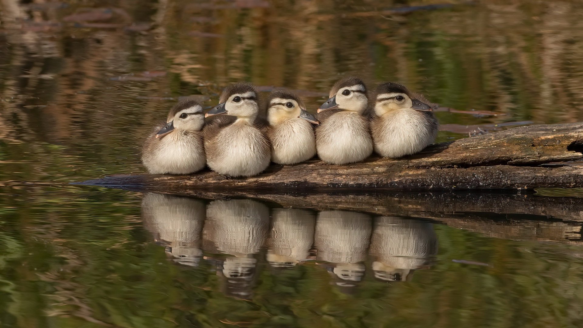 当英格拉姆开启死神模式，60分先生与最后一秒的神级防守