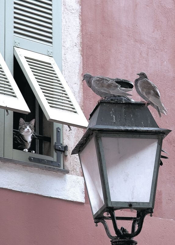 跨界对决,辽宁队带走独行侠,班凯罗赛后评分拉满