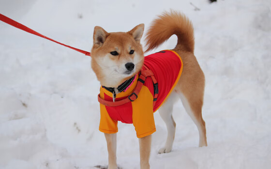 戈贝尔式铁壁,当辽粤争霸遇见防守的艺术