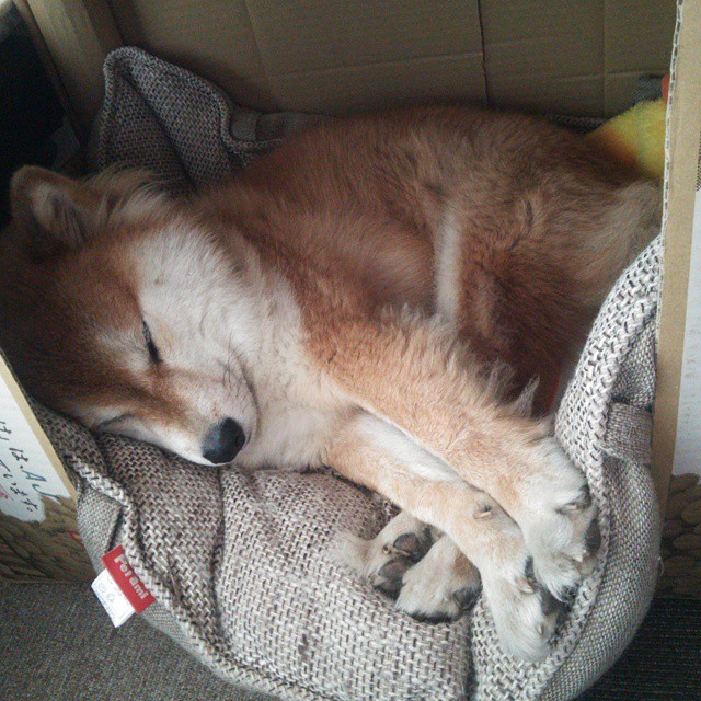 油门踩到底,疆域重新定义,F1轰鸣与篮球撞击合奏的新时代序曲