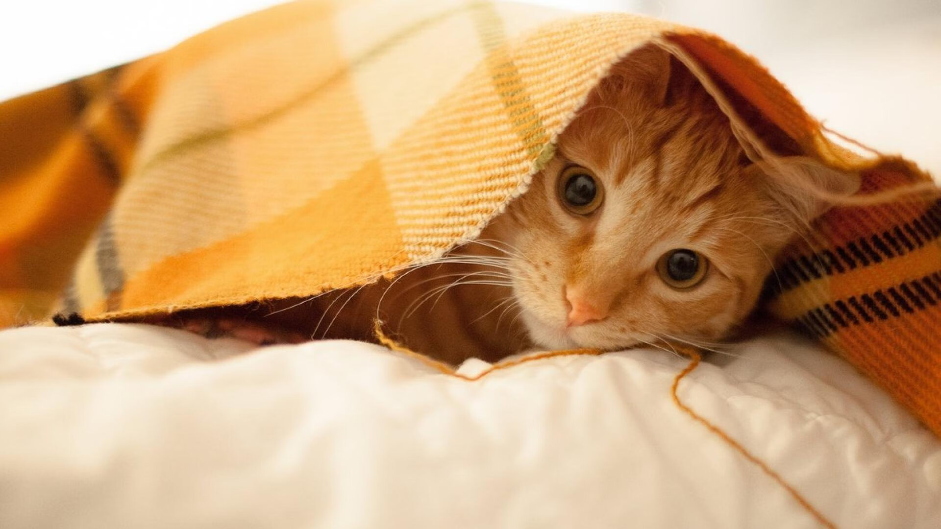 烽烟再起，北境公牛血拼罗马雄鹰，一场镌刻在意甲脊梁上的宿命对决