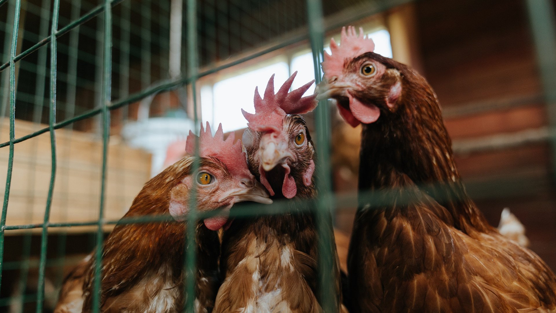 字母哥空降五棵松震撼救场，北京队奇迹逆转骑士，书写跨界篮球传奇