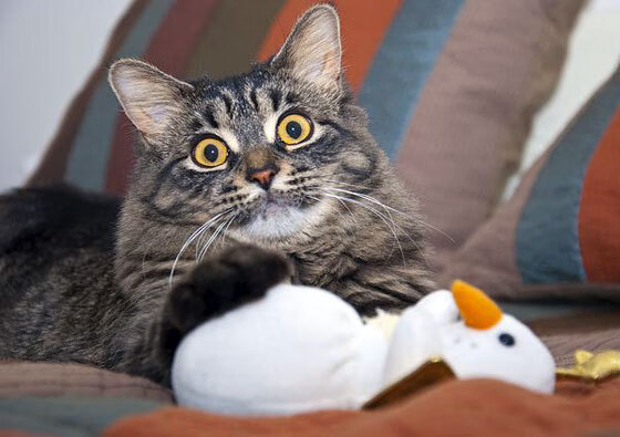 赛场上的铁血证明，伊布与伊朗队的王者风范