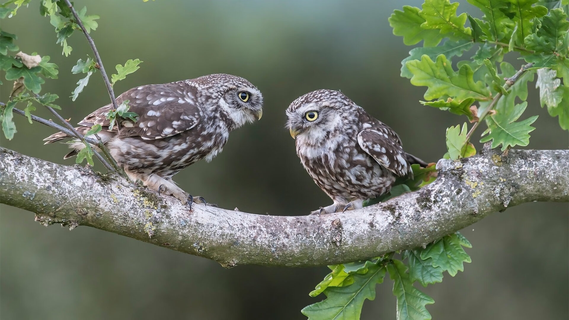 掀翻霸权，比利时草根军团的逆袭之战