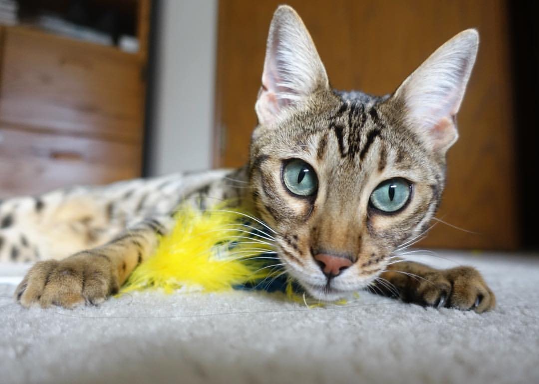 跨越足坛版图的意外主宰者，黄喜灿照亮埃及与尤文的非常规对决