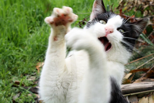 洋场棋盘，当国王遇见金牛，布伦森演绎稳定的东方禅意