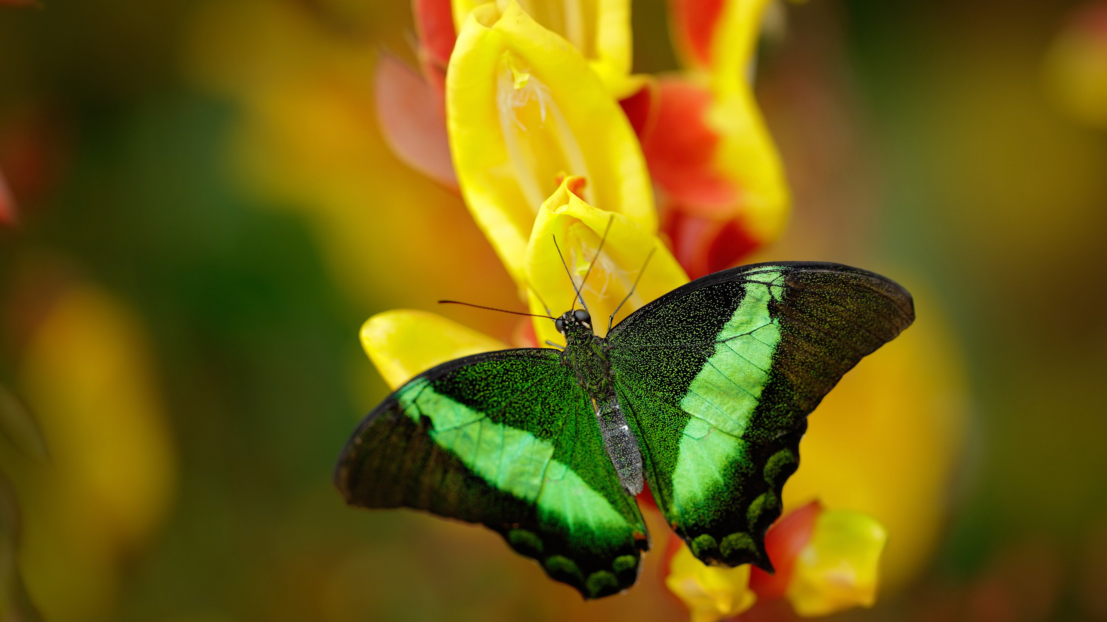 双轨道的唯一性，F1红牛决战与老鹰森林狼抢七的相通之路