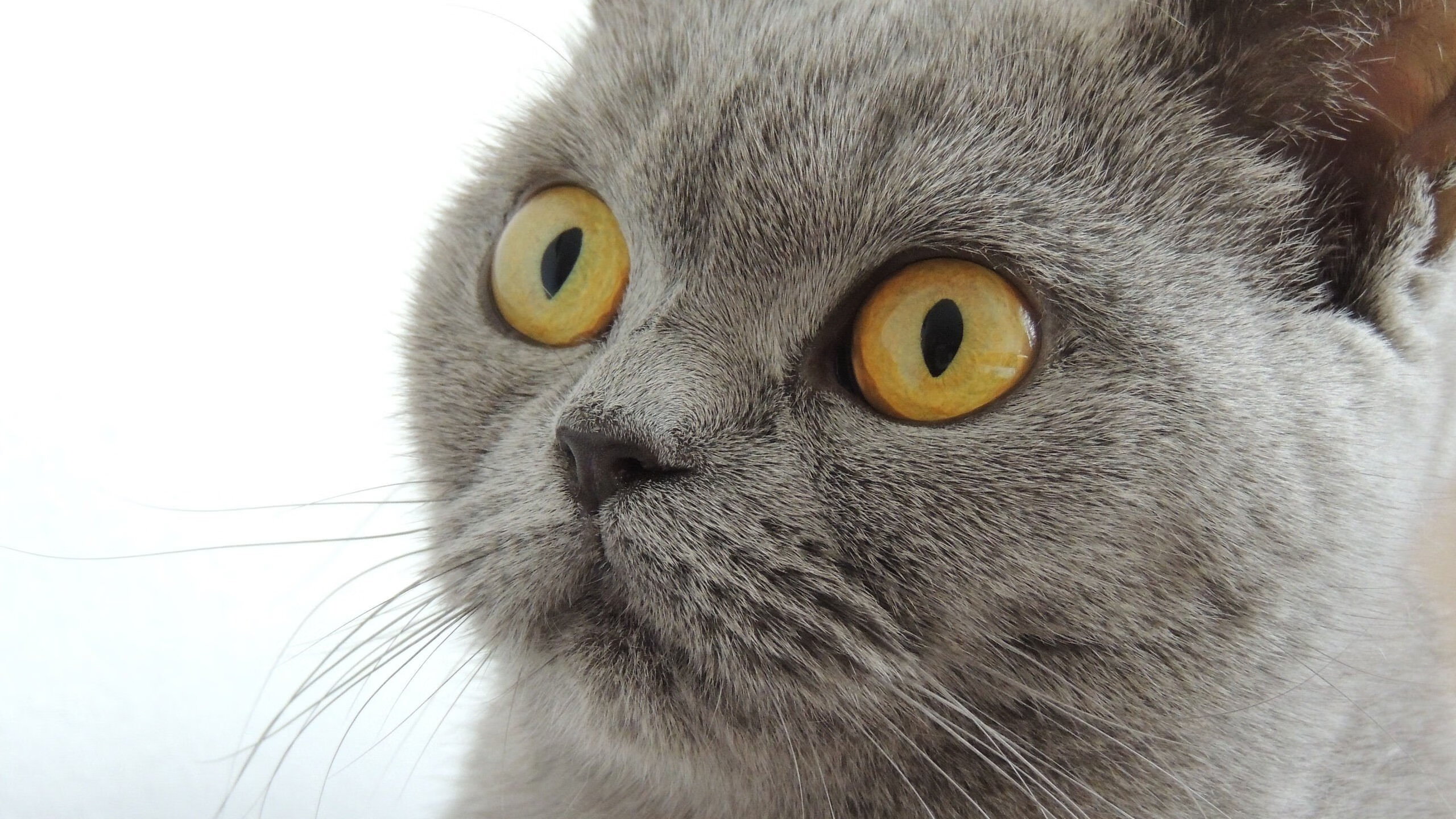 制造无解困境，卡马文加如何让亚特兰大的逆转在无声处完成