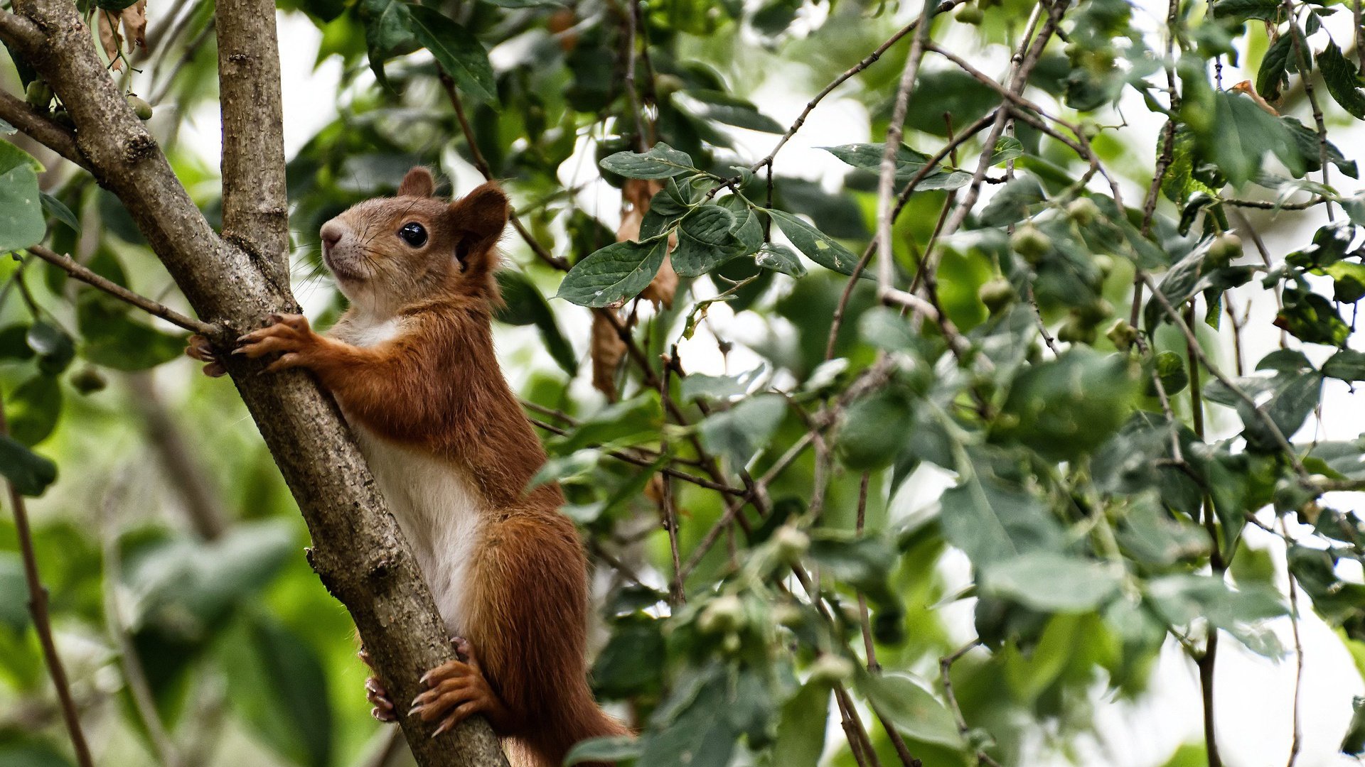 时钟心脏，当霍勒迪成为欧冠半决赛的唯一脉搏