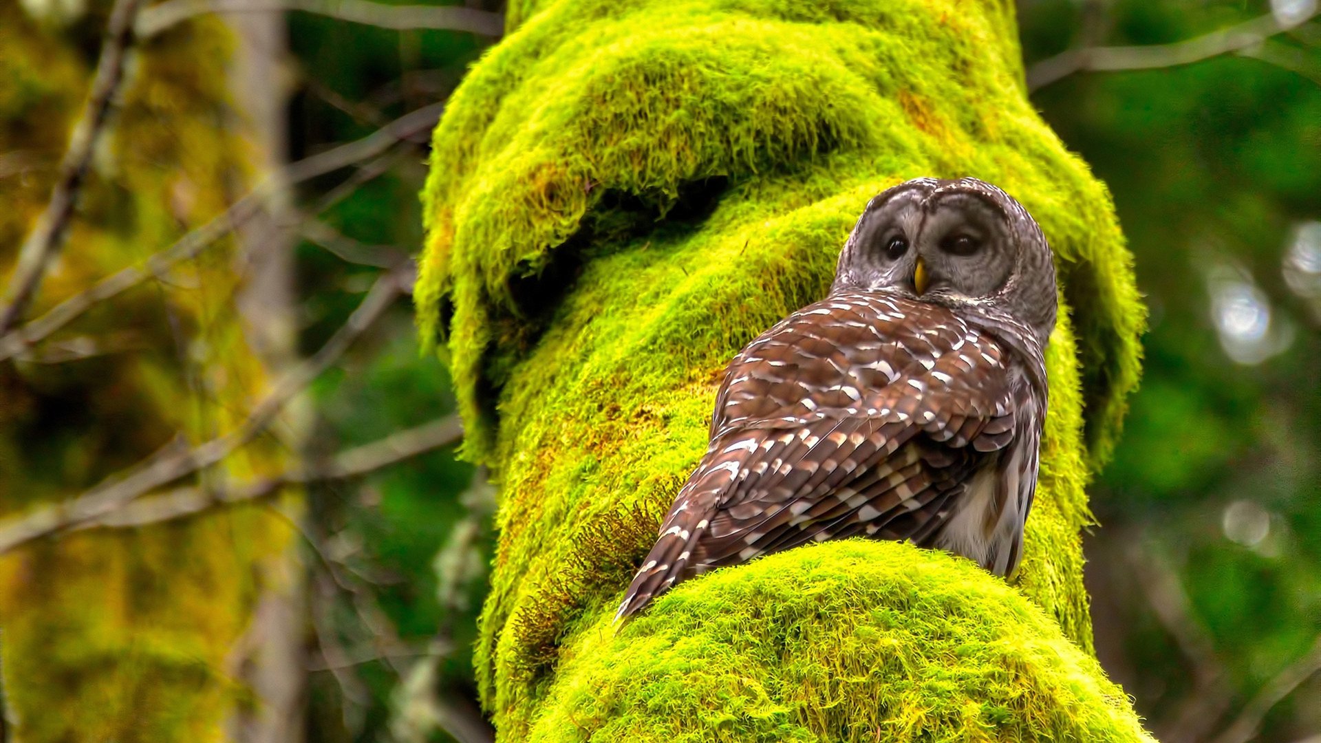 孤星撕裂黑夜，英格拉姆50+三双铸就王朝转折点