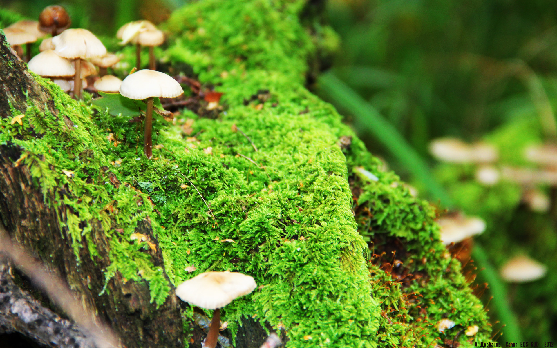 德布劳内爆发引领喀麦隆，单节狂胜贝蒂斯—一场跨界足球盛宴的奇幻叙事