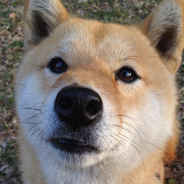 陨落流星的逆袭与钢铁绞索，当格林救赎之夜照亮猛龙的残阵铁血