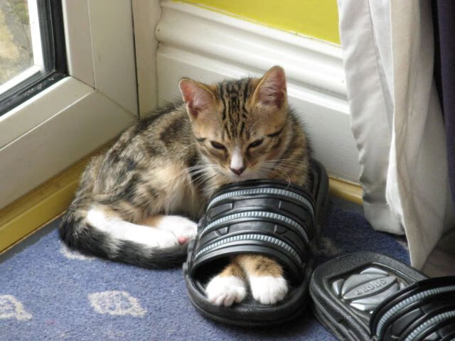 速度与荣耀的交汇，F1年度争冠焦点战与秘鲁击败皇家社会的足球启示