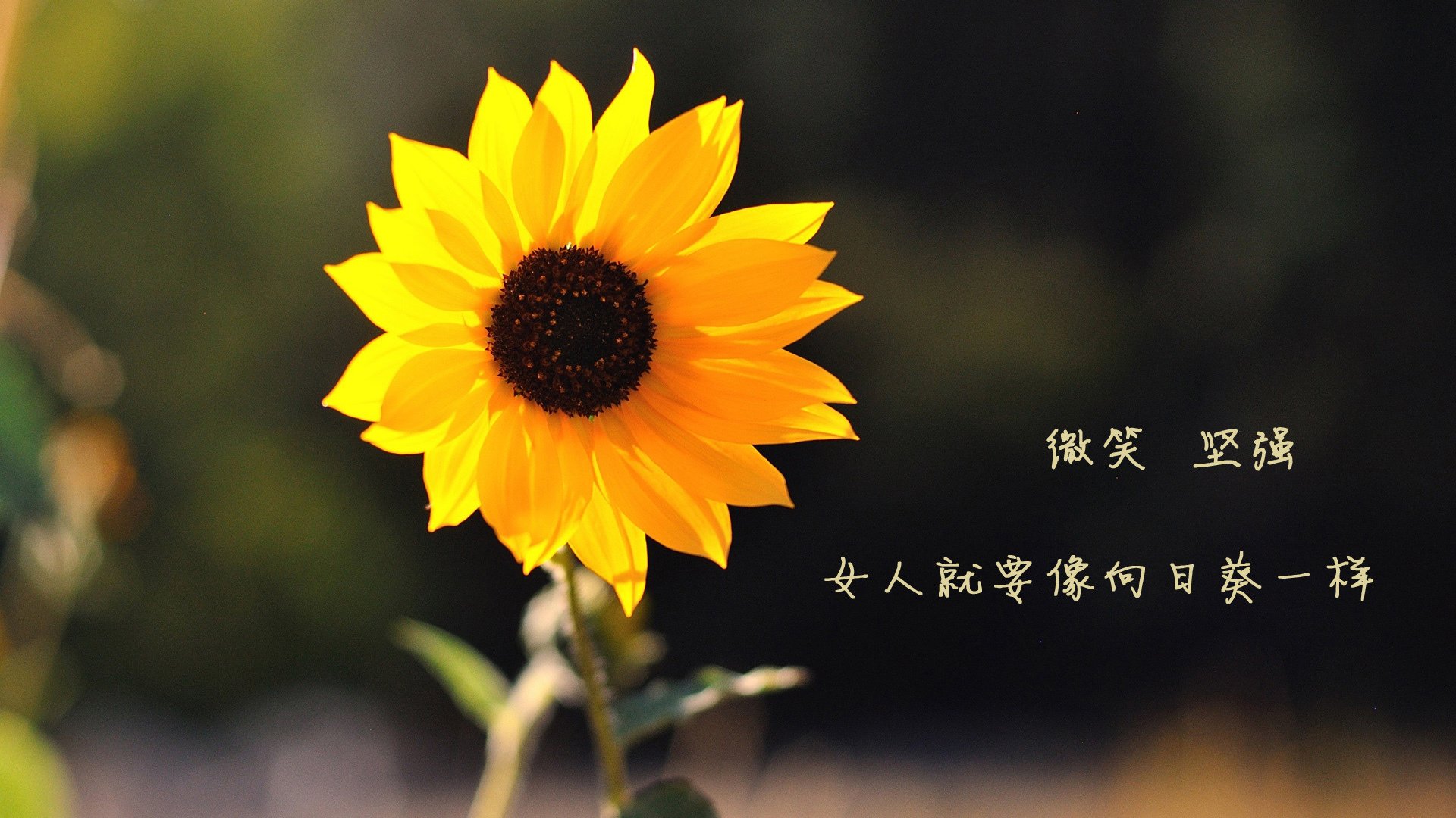 戈麦斯攻防一体,葡萄牙全面压制佛罗伦萨—一场教科书式的统治