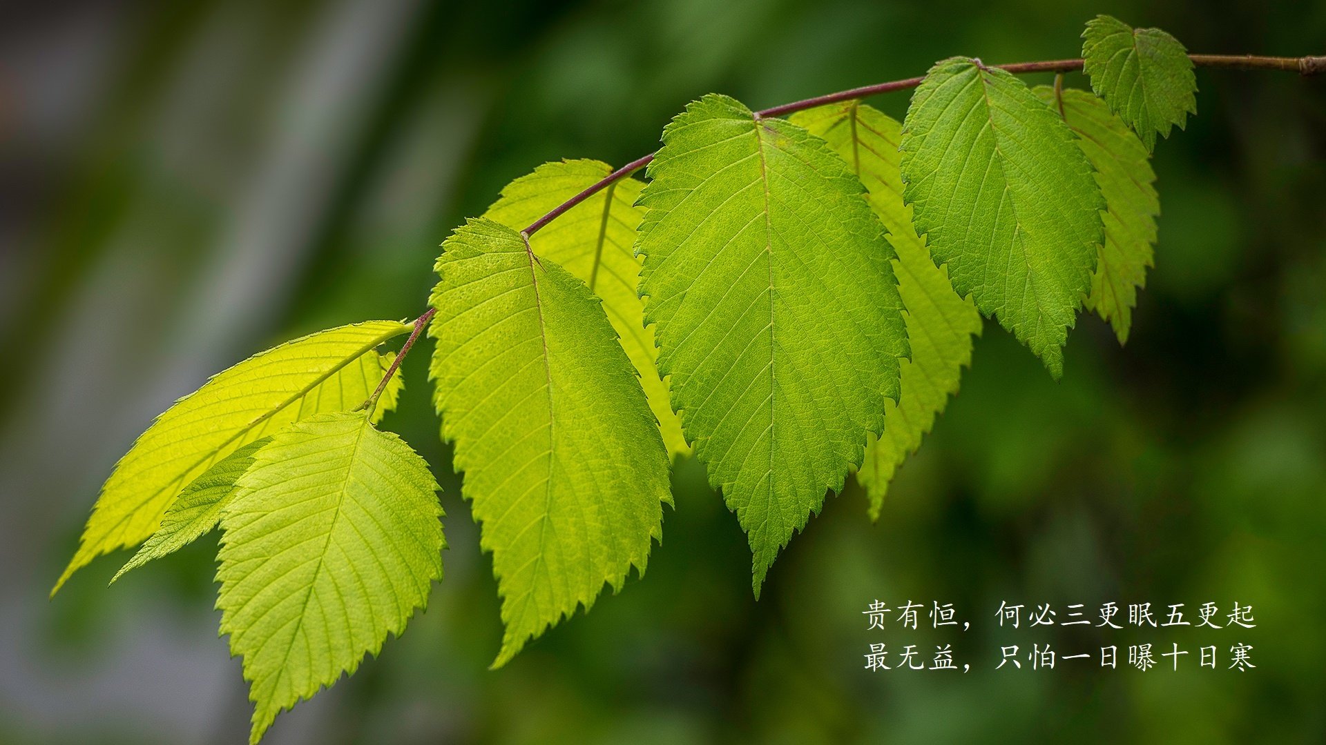 沙漠风暴席卷北欧,阿联酋如何用现代足球哲学碾压冰岛,戴维斯点亮D组唯一奇迹